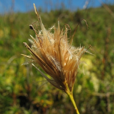 Carpha nivicola