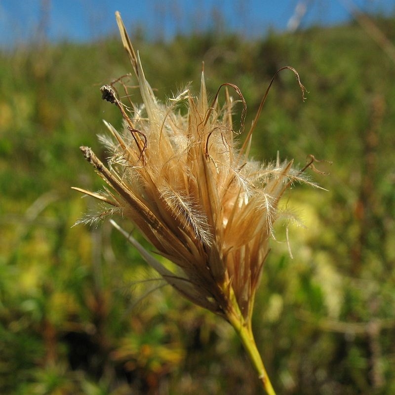 Carpha nivicola