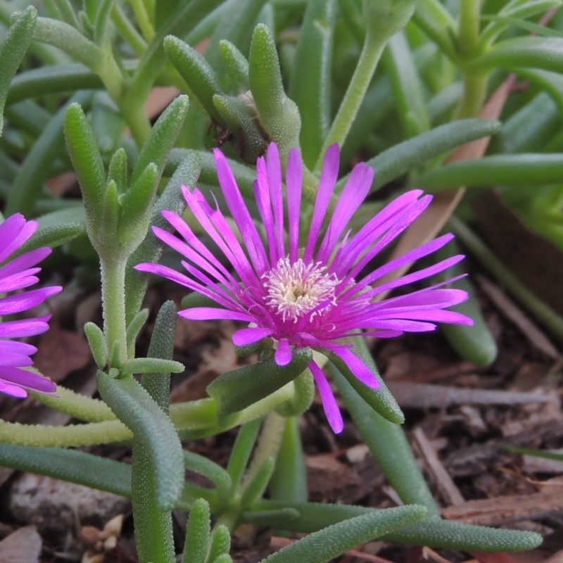 Carpobrotus aequilaterus