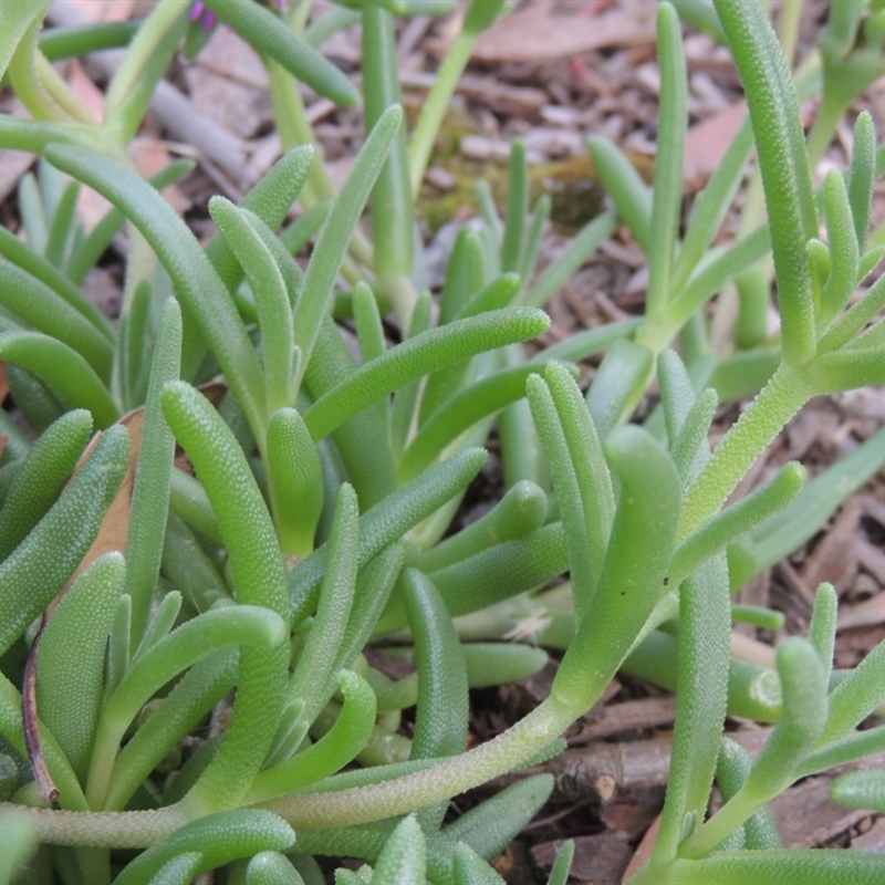 Carpobrotus aequilaterus