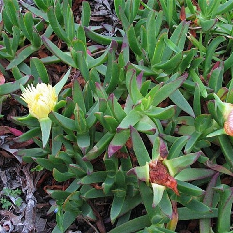 Carpobrotus edulis