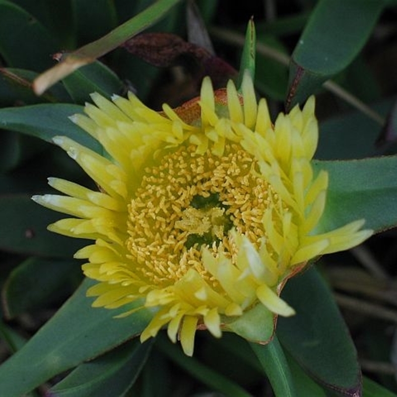 Carpobrotus edulis