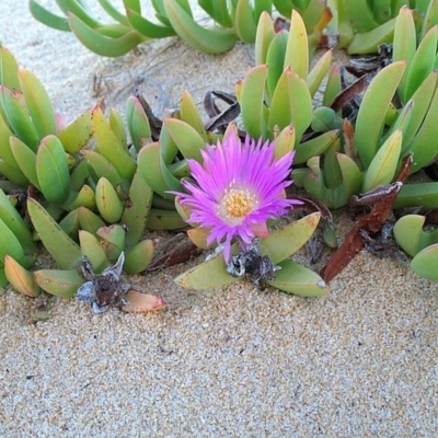 Carpobrotus glaucescens