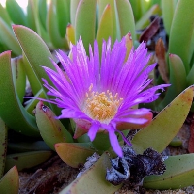 Carpobrotus glaucescens