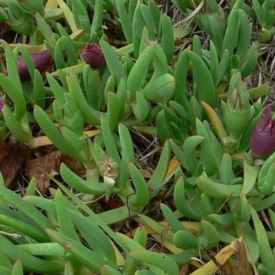 Carpobrotus glaucescens