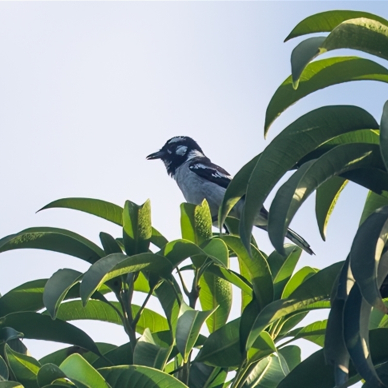 Carterornis leucotis