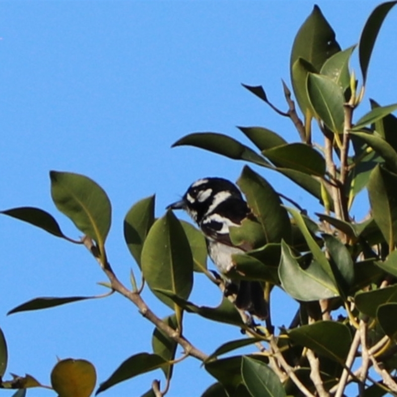 Carterornis leucotis