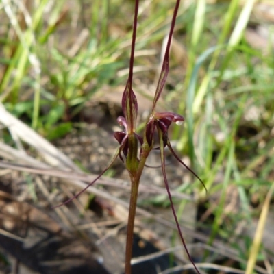 Acianthus caudatus