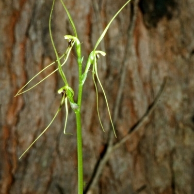 Acianthus caudatus