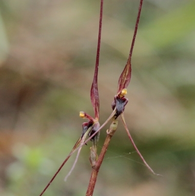 Acianthus caudatus