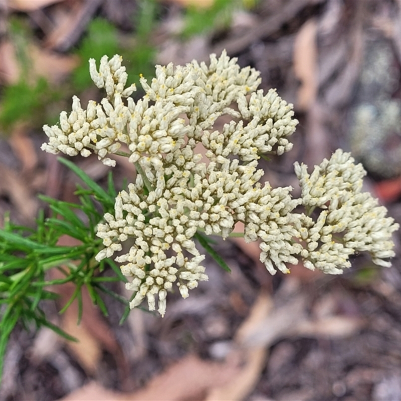 Cassinia aculeata