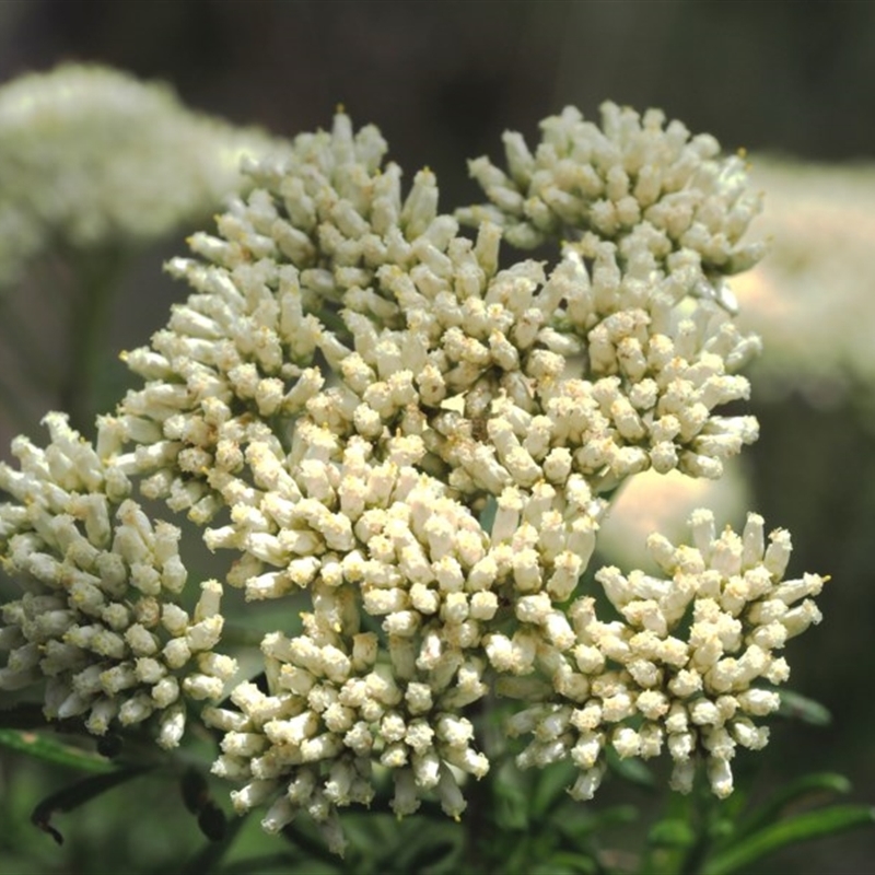 Cassinia aculeata subsp. aculeata