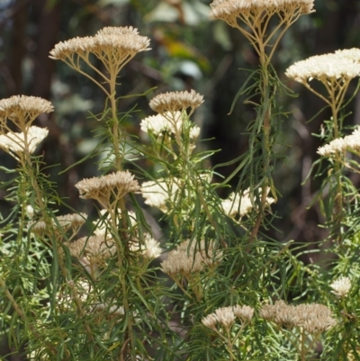 Cassinia aculeata subsp. aculeata