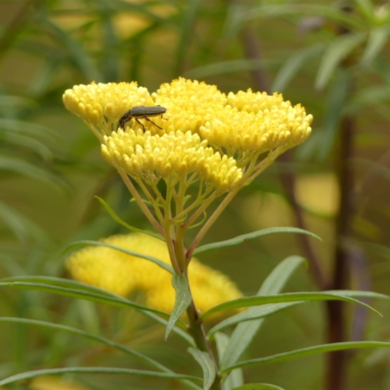 Cassinia aureonitens