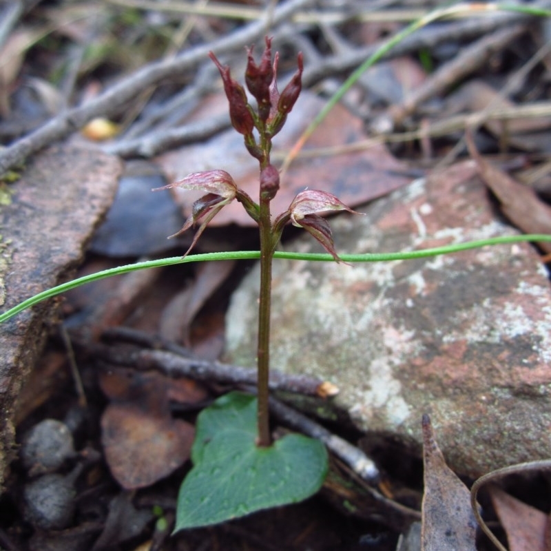 Acianthus collinus