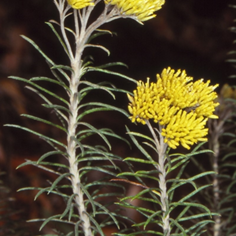 Cassinia cunninghamii