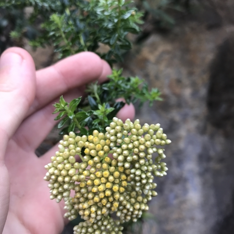 Cassinia denticulata