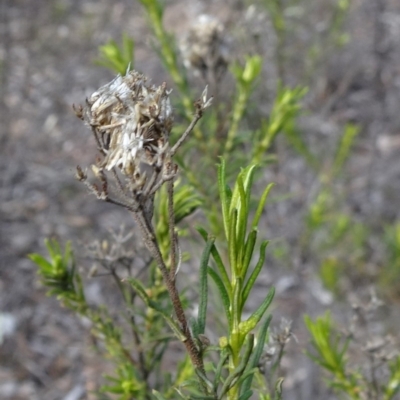 Cassinia hewsoniae