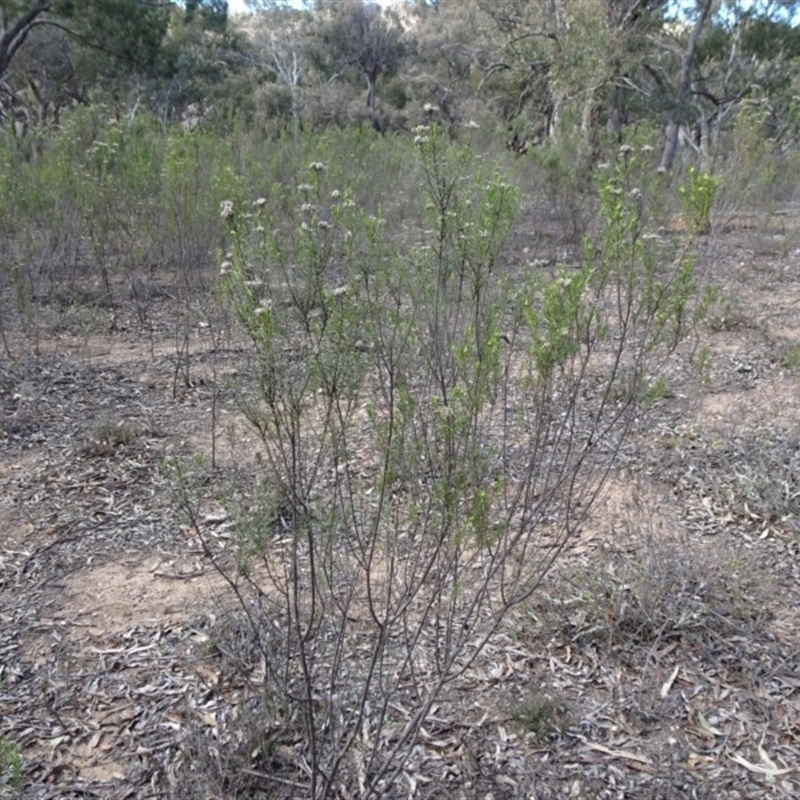 Cassinia hewsoniae