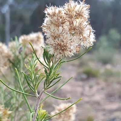 Cassinia hewsoniae