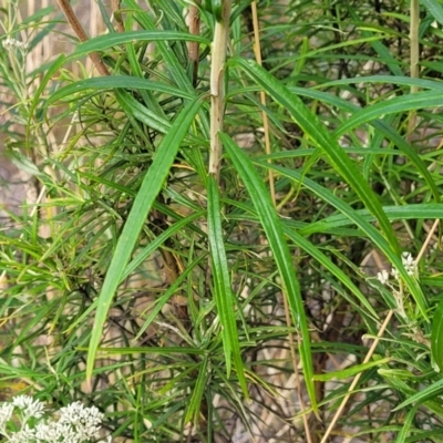 Cassinia longifolia