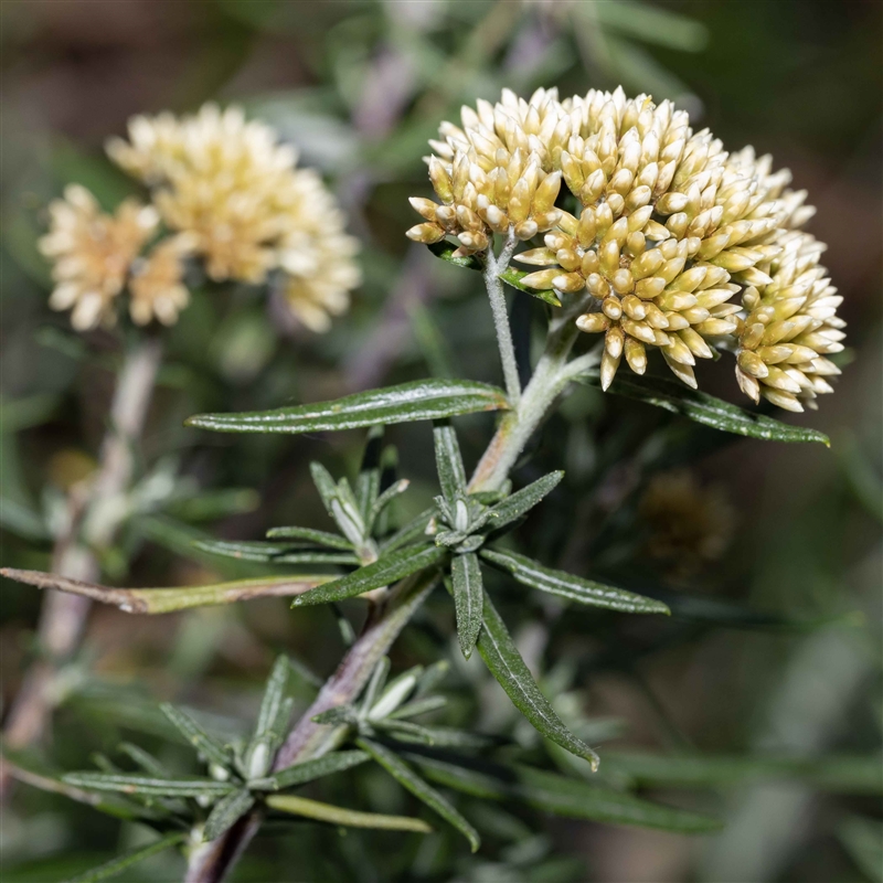 Cassinia monticola