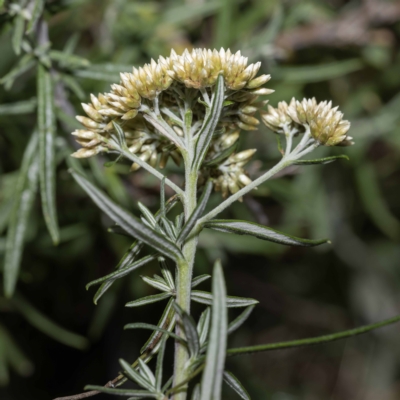 Cassinia monticola