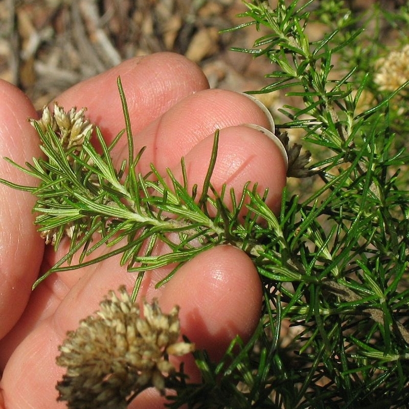 Cassinia ochracea