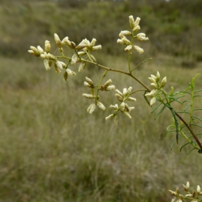 Cassinia quinquefaria