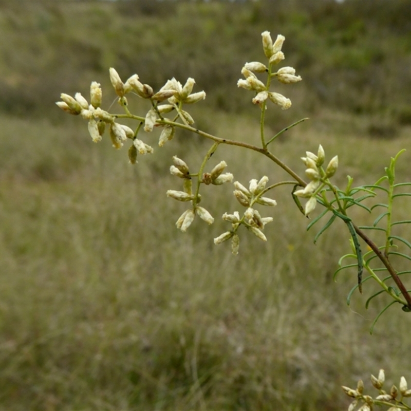 Cassinia quinquefaria