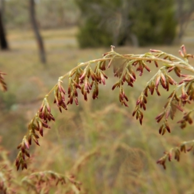 Cassinia sifton