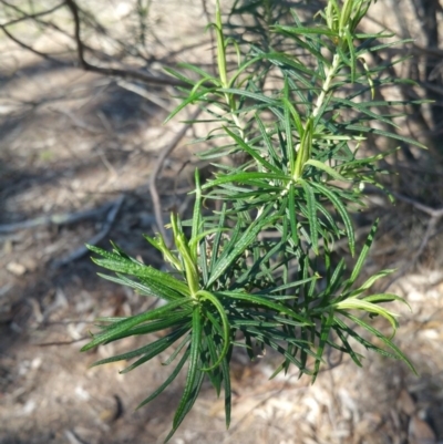 Cassinia sp.