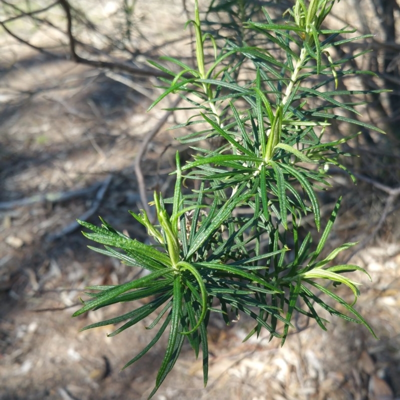 Cassinia sp.