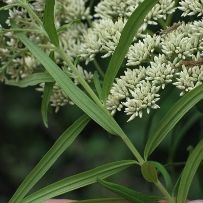 Cassinia trinerva