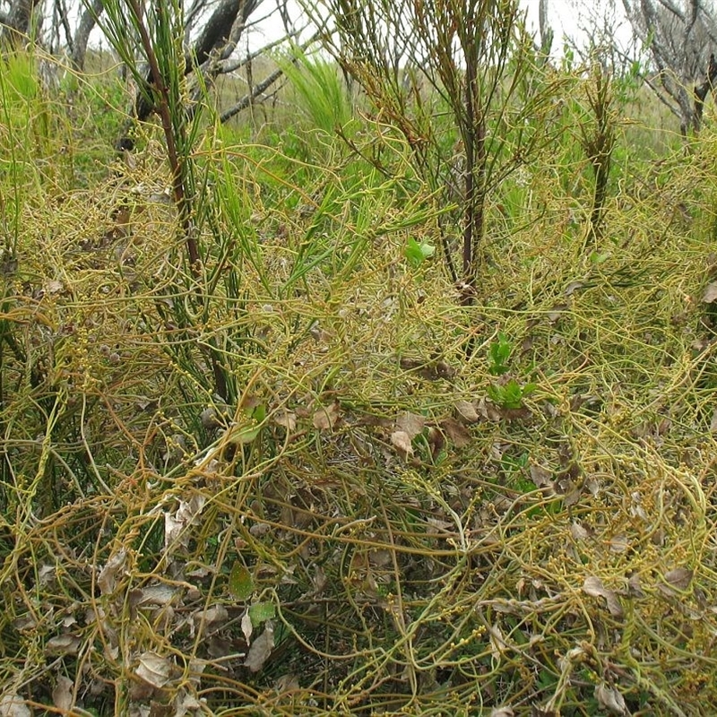 Jackie Miles, Nadgee, in Goodenia post-fire regrowth