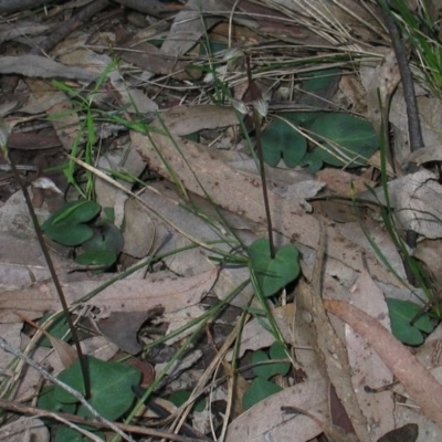 Acianthus fornicatus