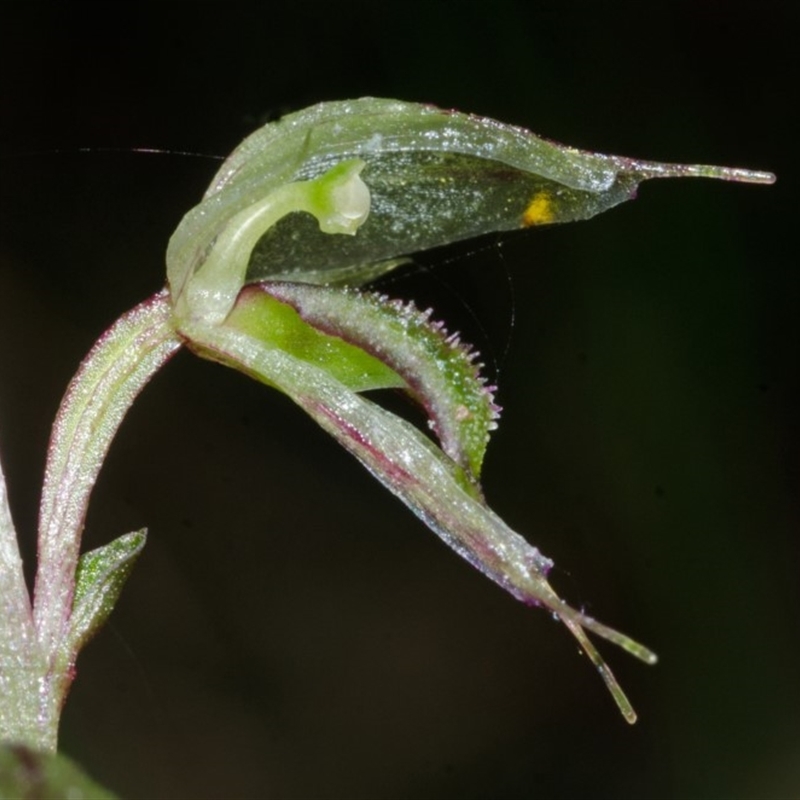 Acianthus fornicatus