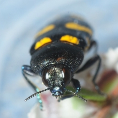 Castiarina australasiae