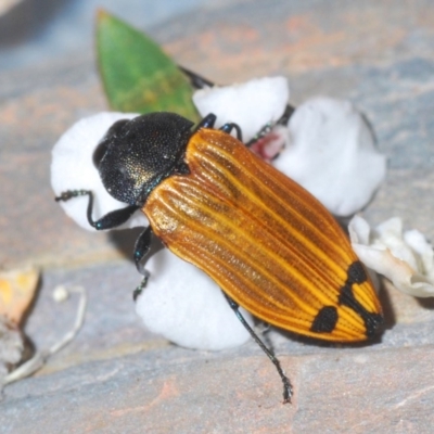 Castiarina balteata