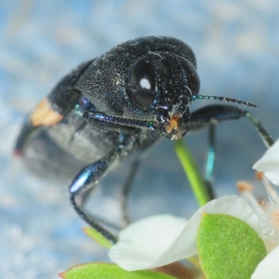 Castiarina bella