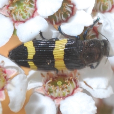 Castiarina bifasciata