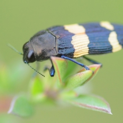 Castiarina bifasciata