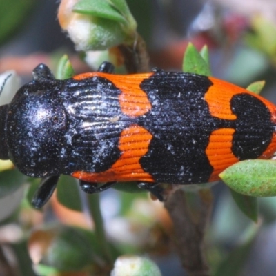 Castiarina bremei