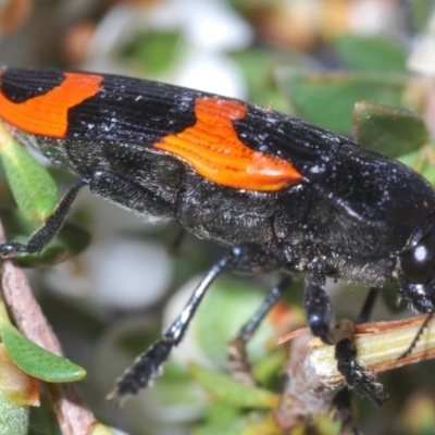 Castiarina bremei