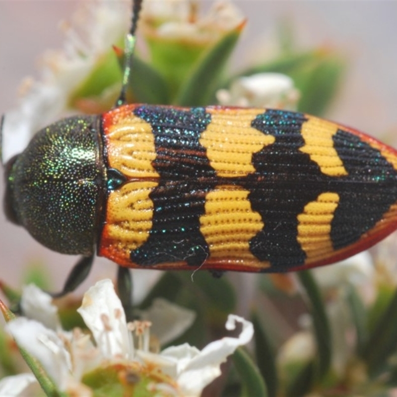 Castiarina burchellii