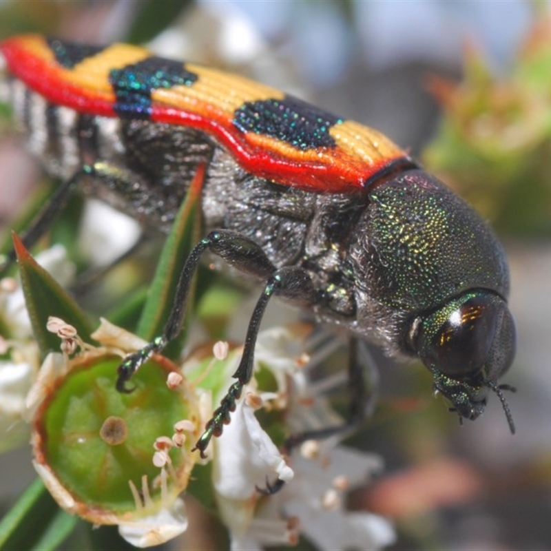 Castiarina burchellii