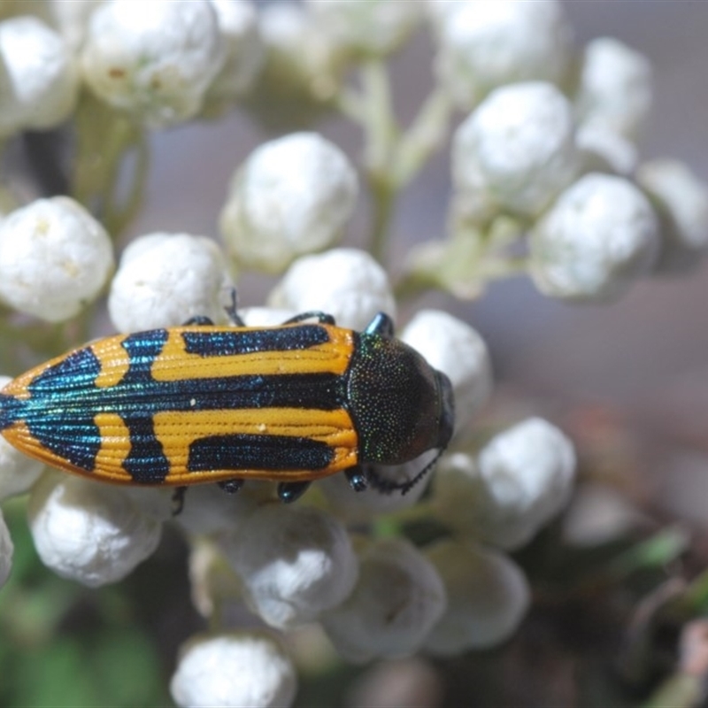 Castiarina costata