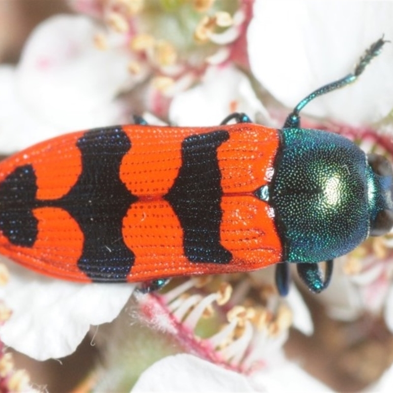 Castiarina crenata