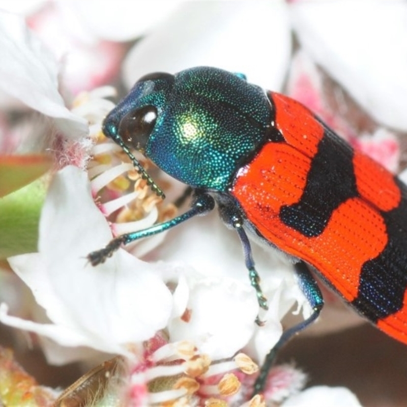 Castiarina crenata