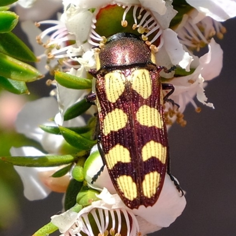 Castiarina decemmaculata